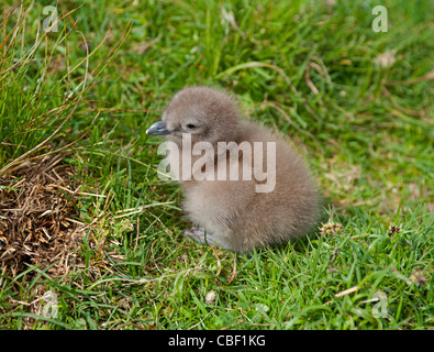 Ein Great Skua oder Bonxie Küken bei zwei Tage alten durch die Insel Noss, Shetland Nistplatz SCO 7759 Stockfoto