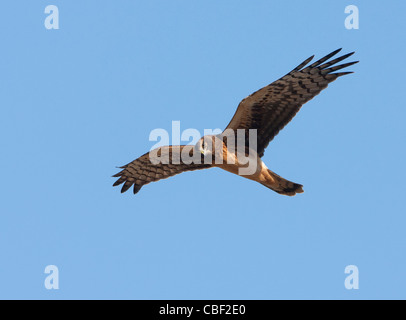 Northern Harrier im Flug Stockfoto