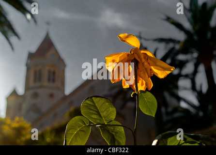 Insel Saint-Honore Kloster der Abtei von Lerins Natur und Spiritualität ja wir Cannes, Plante de l ' Isle Saint Honore, Stockfoto