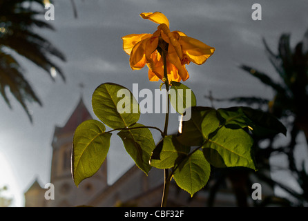 Insel Saint-Honore Kloster der Abtei von Lerins Natur und Spiritualität ja wir Cannes, Plante de l ' Isle Saint Honore, Stockfoto