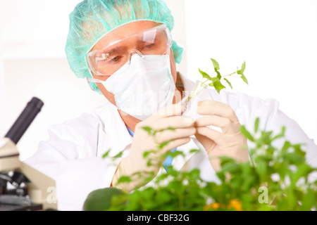 Forscher halten ein GVO-Gemüse im Labor Stockfoto