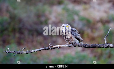 Eine juvenile wild große gehörnte Eule (Bubo Virginianus) thront auf einem Toten Ast, Freeze Creek Canyon Wasatchkette, Utah. Stockfoto