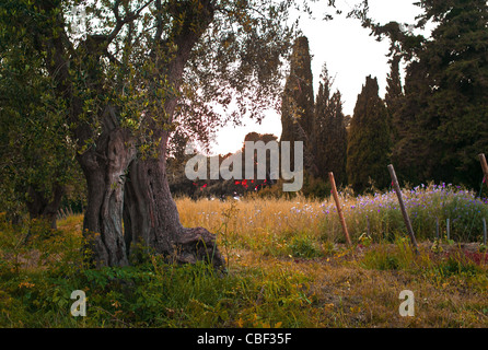 Insel Saint-Honore Kloster der Abtei von Lerins Natur und Spiritualität ja wir Cannes, Oliv-Baum bei Sonnenuntergang Stockfoto