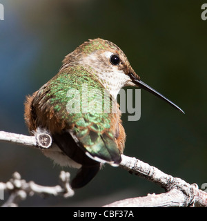 Ein weibliche Rufous Kolibri (Selasphorus Rufus) thront in der Nachmittag Sonne, Wasatchkette, Utah. Stockfoto