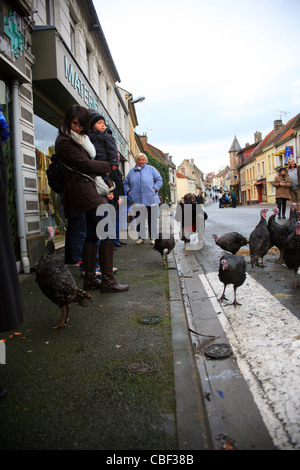 Licques Fete De La Dinde, Türkei Festival Licques in der Nähe von Calais, Pas-De-Calais, Frankreich.  Jährliche Veranstaltung jeweils im Dezember Stockfoto