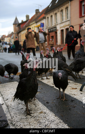 Licques Fete De La Dinde, Türkei Festival Licques in der Nähe von Calais, Pas-De-Calais, Frankreich.  Jährliche Veranstaltung jeweils im Dezember Stockfoto