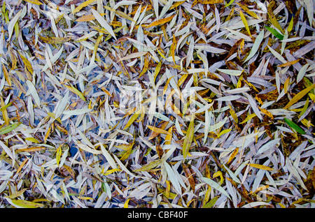Willow Blätter im Herbst auf Boden gefallenen. Längliche schmale Blatt Hintergrund. Stockfoto
