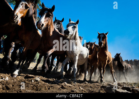 Wilde Pferde sind aus den Bergen für die Rapa Das Bestas (Shearing der Tiere) Festival in Torroña, Spanien nach unten getrieben. Stockfoto