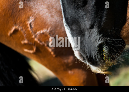 Eine Marke Wildpferd gesehen während der Rapa Das Bestas (Shearing der Tiere) Festival in Torroña, Spanien. Stockfoto