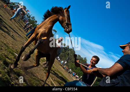 Dorfbewohner zähmen ein wildes Pferd während der Rapa Das Bestas (Shearing der Tiere) Festival in Torroña, Spanien. Stockfoto