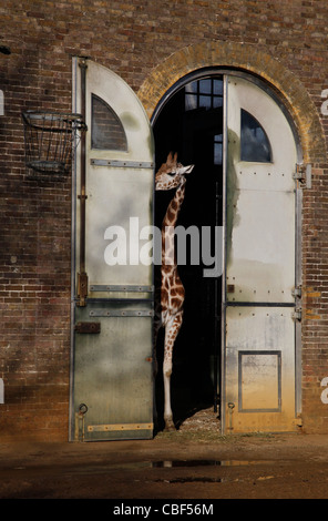 Giraffen an der London Zoo, England, UK Stockfoto