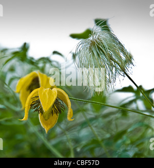 Clematis Orientalis "Bill MacKenzie" Stockfoto