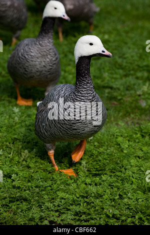 Kaiser-Gänse (Anser Canagicus). Eingeborener nach Alaska, Nord-Amerika. Stockfoto