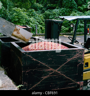 Kiste mit frisch gepflückt und gewaschen Kona Kaffeekirschen auf Gabelstapler LKW Kealakekua Big Island Hawaii Stockfoto