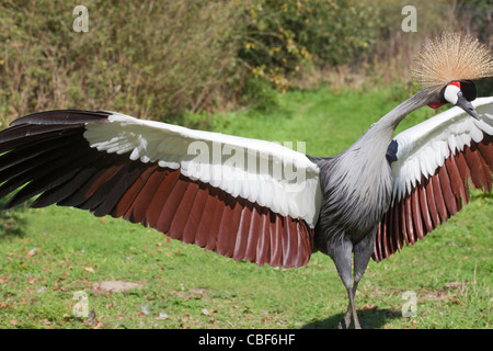 East African Grey gekrönter Kran (Balearica Regulorum Gibbericeps). Parade Marsch, Bedrohung Display. Stockfoto