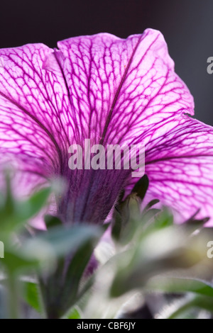 Petunie stieg Vene 'Sunrove', rosa Blume Motiv. Stockfoto