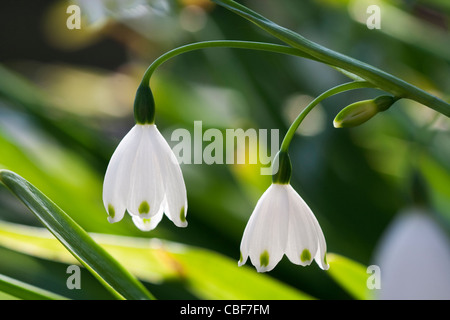 Leucojum Vernum, Frühling Schneeflocke, weiße Blume Motiv. Stockfoto