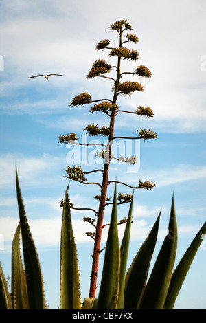 Agave Americana Blüte Stockfoto
