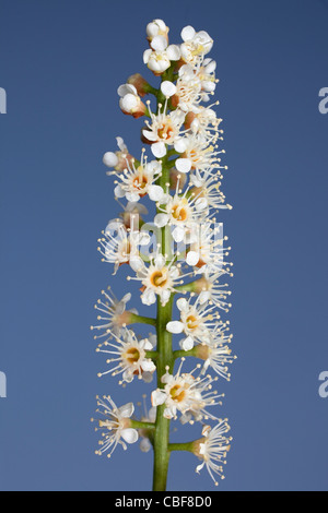 Prunus Laurocerasus, Lorbeer, weiße Blume Motiv, blauen Hintergrund. Stockfoto
