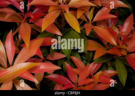 Pieris Sorte, Orange Blätter Thema. Stockfoto