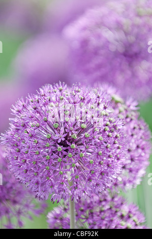 Allium Hollandicum 'Purple Sensation', Allium, purpurrote Blume Motiv. Stockfoto
