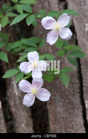 Clematis Montana, weißen Blüten auf Kletterpflanze. Stockfoto