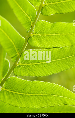Osmunda Regalis, Farn Blatt Detail, grünes Thema, grünen Hintergrund. Stockfoto