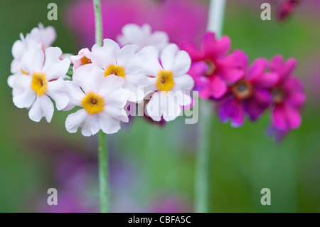 Primula Beesiana, Primrose, Kandelaber Primel Blumen, weiß und rosa Thema. Stockfoto