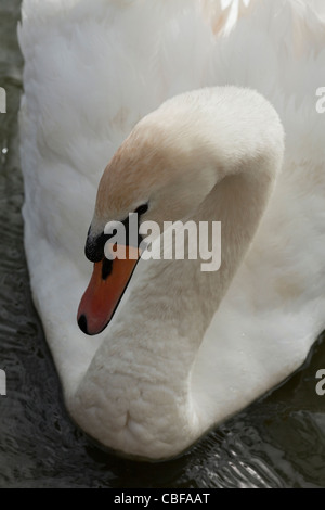 Höckerschwan (Cygnus olor). Erwachsene, auf dem Wasser, gesehen von oben. Stockfoto