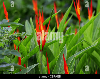 Heliconia Blume aus Indien Stockfoto