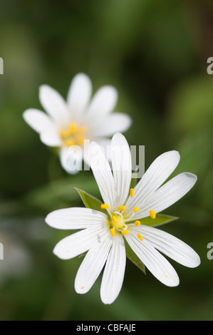 Stellaria Holostea, Stitchwort, weiße Blumen Motiv. Stockfoto