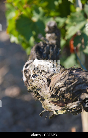 Details zu einer Rebe Lager., The Château Margaux Wein 25 Monate im Holzfass, aus verschiedenen und unterschiedlichen wartet Französisch Baum spe Stockfoto