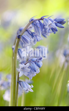 Hyacinthoides non-Scripta, Bluebell, englische Bluebell, blaue Blume Motiv. Stockfoto