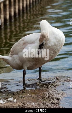 Höckerschwan (Cygnus Olor). Unreifen Vogel Gefiederpflege Flanke. Stockfoto