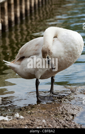 Höckerschwan (Cygnus Olor). Unreifen Vogel Gefiederpflege Flanke. Stockfoto