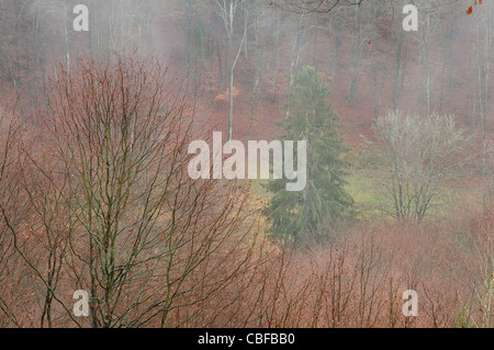 Ende der Herbstsaison in Wald, Baerenthal, Parc Naturel des Vosges du Nord, Moselle, Frankreich Stockfoto