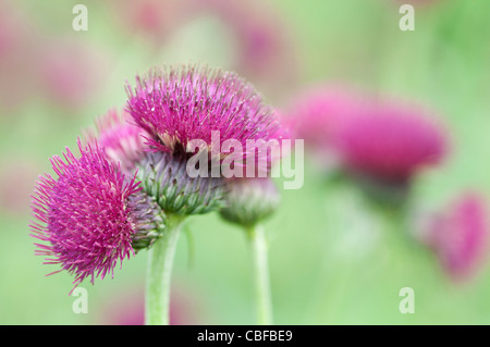 Cirsium Rivulare Atropurpureum, Distel, Brook Distel, lila Blumen-Motiv. Stockfoto