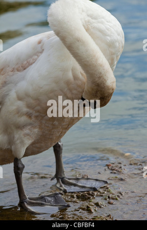 Höckerschwan (Cygnus Olor). Putzen Bauch Gefieder mit Kopf und Schnabel. Feder-Pflege und Wartung. Stockfoto