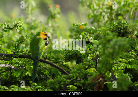 Karibik-Sittich oder braun-throated Sittich (Aratinga Pertinax Xanthogenia), Bonaire, Niederländische Antillen, Karibik Stockfoto