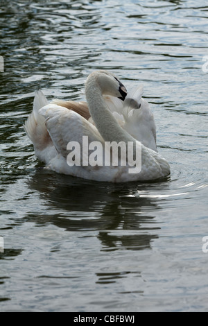 Höckerschwan (Cygnus Olor). Unreifen Vogel, putzen, während schwimmen. Stockfoto