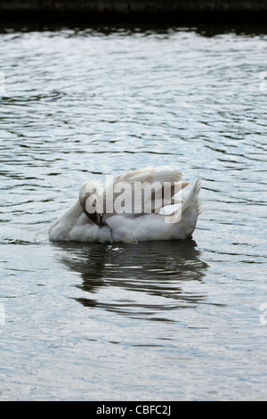 Höckerschwan (Cygnus Olor). Unreifen Vogel, Flanke, putzen, während schwimmen. Stockfoto