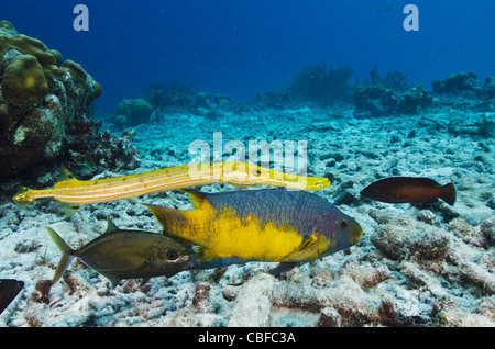 Spanisch-Lippfische (Bodianus Rufus), Trumpetfish (Aulostomus Maculatus) & Bar Jack (Caranx Ruber), Bonaire, Karibik Stockfoto