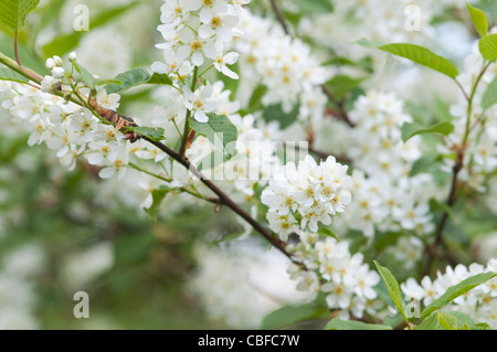 Spiraea Mischpflanzungen, Brautkranz, weiße Blüten Stockfoto