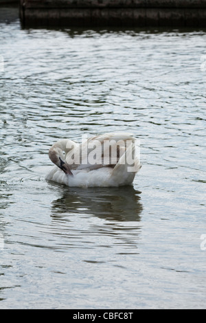 Höckerschwan (Cygnus Olor). Unreifen Vogel, Flanke, putzen, während schwimmen. Stockfoto