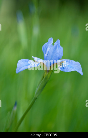 Iris Sibirica "Canonbury Belle", Iris, blaue Blume, grünen Hintergrund. Stockfoto