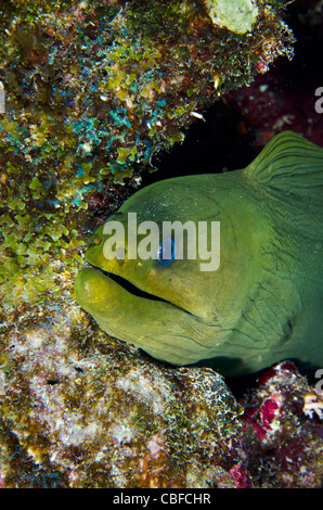 Grüne Muräne (Gymnothorax Funebris), Bonaire, Niederländische Antillen, Karibik Stockfoto