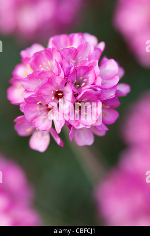 Armeria Maritima 'Rubrifolia', Sparsamkeit, Meer rosa, rosa Blume Stockfoto