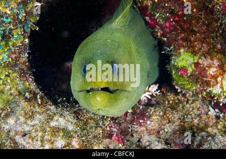 Grüne Muräne (Gymnothorax Funebris), Bonaire, Niederländische Antillen, Karibik Stockfoto