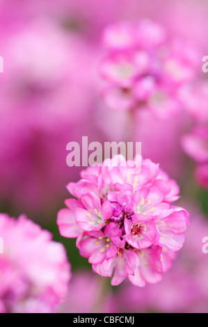 Armeria Maritima 'Rubrifolia', Sparsamkeit, Meer rosa, rosa Blume Stockfoto