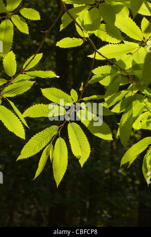 Edelkastanie (Castanea Sativa). Blätter, Hintergrundbeleuchtung von Sonnenschein im Sommer. Norfolk. Stockfoto